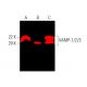 This polyclonal antibody has been discontinued. See our recommended <a href="vamp-1-2-3-antibody-f-11">VAMP-1/2/3 (F-11)</a> monoclonal antibody (sample data shown). western blotting image from recommended VAMP-1/2/3 (F-11) monoclonal antibody replacement. Image 387027
