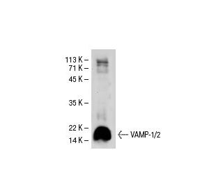 VAMP-1/2 Antibody (4H302) - Western Blotting - Image 30547 