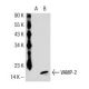 VAMP-2 Antibody (3E5) - Western Blotting - Image 32776 
