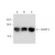 VAMP-3 Antibody (E-10) - Western Blotting - Image 333428