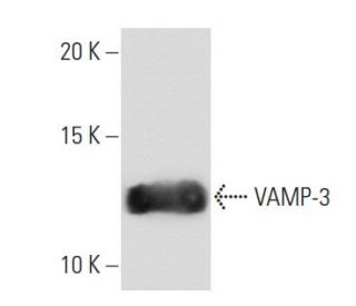 VAMP-3 Antibody (k2A2) - Western Blotting - Image 67361