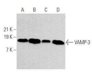 western blotting image from recommended VAMP-3 (E-10) monoclonal antibody replacement. Image 369331