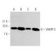 western blotting image from recommended VAMP-3 (E-10) monoclonal antibody replacement. Image 369331