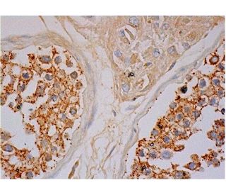 VAMP-4 Antibody (D-2) - Immunohistochemistry - Image 286375 
