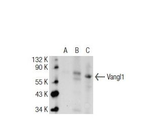 Vangl1 Antibody (E-3) - Western Blotting - Image 109171 