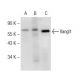 Vangl1 Antibody (E-3) - Western Blotting - Image 149125