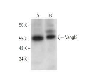 western blotting image from recommended Vangl2 (C-2) monoclonal antibody replacement. Image 344461