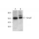 western blotting image from recommended Vangl2 (C-2) monoclonal antibody replacement. Image 344461