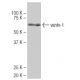 vanin-1 Antibody (3-RE8) - Western Blotting - Image 65092