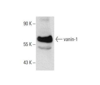 vanin-1 Antibody (3-RE8) - Western Blotting - Image 68088 