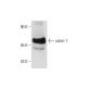 vanin-1 Antibody (3-RE8) - Western Blotting - Image 68088 
