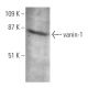 vanin-1 Antibody (3-RE8) - Western Blotting - Image 368246 