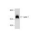 vanin-1 Antibody (407) - Western Blotting - Image 287171 