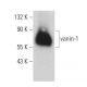 vanin-1 Antibody (407) - Western Blotting - Image 359275