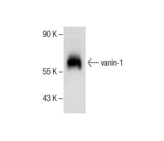 vanin-1 Antibody (407) - Western Blotting - Image 287171Each CRISPR/Cas9 Knockout (KO) Plasmid product consists of a pool of 3 plasmids designed to ensure identification and cleavage of a specific gene for maximum knockout efficiency. Each plasmid encodes a unique 20 nt sequence derived from the GeCKO (v2) library. 