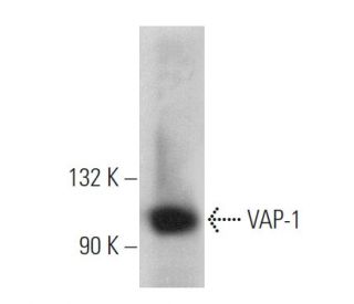 VAP-1 Antibody (D-1) - Western Blotting - Image 360694 