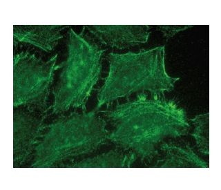 VAP-1 Antibody (E-10) - Immunofluorescence - Image 149767 