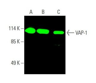 western blotting image from recommended VAP-1 (A-8) monoclonal antibody replacement. Image 387640