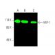 western blotting image from recommended VAP-1 (A-8) monoclonal antibody replacement. Image 387640