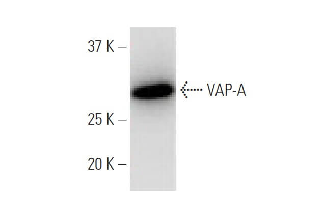 VAP-A Antibody (4C12) | SCBT