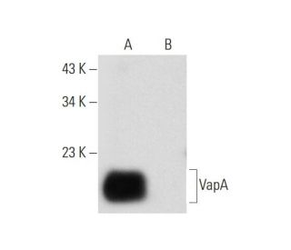 VapA Antibody (E-6) - Western Blotting - Image 314124 