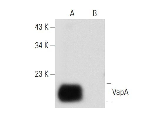 VapA Antibody (E-6) | SCBT - Santa Cruz Biotechnology