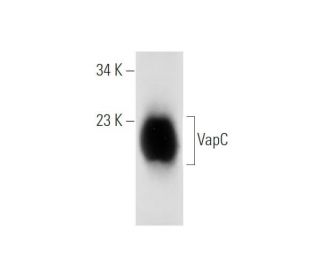 VapC Antibody (B-9) - Western Blotting - Image 316243 