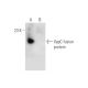 VapC Antibody (B-9) - Western Blotting - Image 316242