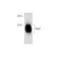 VapC Antibody (B-9) - Western Blotting - Image 316243 