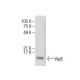 VapE Antibody (G-9) - Western Blotting - Image 285409 