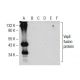 VapE Antibody (G-9) - Western Blotting - Image 285410