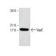 VapE Antibody (G-9) - Western Blotting - Image 286067 
