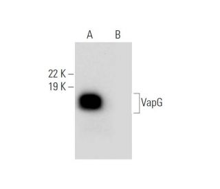 VapG Antibody (F-3) - Western Blotting - Image 289026 