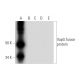 VapG Antibody (F-3) - Western Blotting - Image 289025