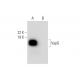 VapG Antibody (F-3) - Western Blotting - Image 289026 