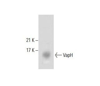 VapH Antibody (F-1) - Western Blotting - Image 288082 