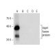 VapH Antibody (F-1) - Western Blotting - Image 288081