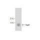 VapH Antibody (F-1) - Western Blotting - Image 288082 