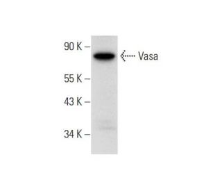 western blotting image from recommended Vasa (C-2) monoclonal antibody replacement. Image 318364