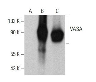 western blotting image from recommended VASA (2F9H5) monoclonal antibody replacement. Image 380982