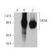 western blotting image from recommended VASA (2F9H5) monoclonal antibody replacement. Image 380982
