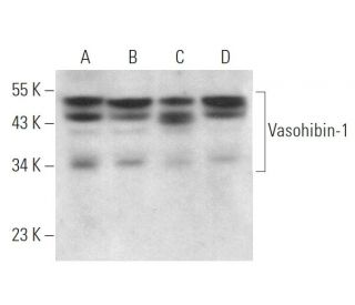 Vasohibin-1 Antibody (C-6) - Western Blotting - Image 371890 