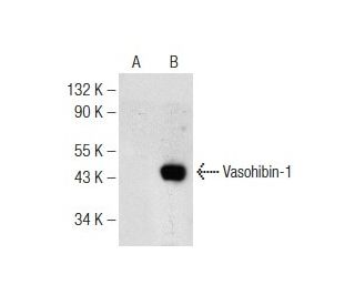 Vasohibin-1 Antibody (C-6) - Western Blotting - Image 142525Each CRISPR/Cas9 Knockout (KO) Plasmid product consists of a pool of 3 plasmids designed to ensure identification and cleavage of a specific gene for maximum knockout efficiency. Each plasmid encodes a unique 20 nt sequence derived from the GeCKO (v2) library. 