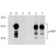 This polyclonal antibody has been discontinued. See our recommended <a href="vasp-antibody-a-11">VASP (A-11)</a> monoclonal antibody (sample data shown). western blotting image from recommended VASP (A-11) monoclonal antibody replacement. Image 142640