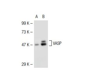 VASP Antibody (A-11) - Western Blotting - Image 44602Each CRISPR/Cas9 Knockout (KO) Plasmid product consists of a pool of 3 plasmids designed to ensure identification and cleavage of a specific gene for maximum knockout efficiency. Each plasmid encodes a unique 20 nt sequence derived from the GeCKO (v2) library. 
