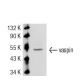 vaspin Antibody (1C4) - Western Blotting - Image 53702 