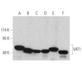 VAT1 Antibody (E-7) - Western Blotting - Image 395169