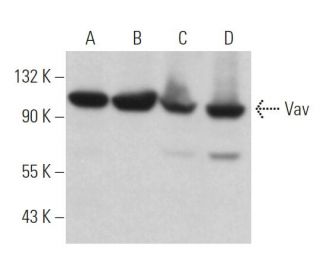Vav Antibody (B-6) - Western Blotting - Image 373441 