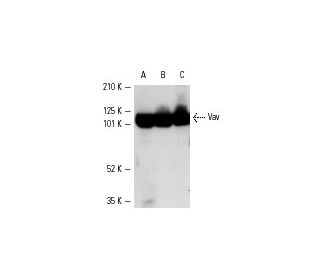 western blotting image from recommended Vav (D-7) monoclonal antibody replacement. Image 4289