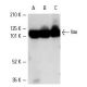 western blotting image from recommended Vav (D-7) monoclonal antibody replacement. Image 4289